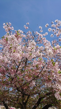 散りゆく花