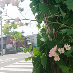 歩道の花