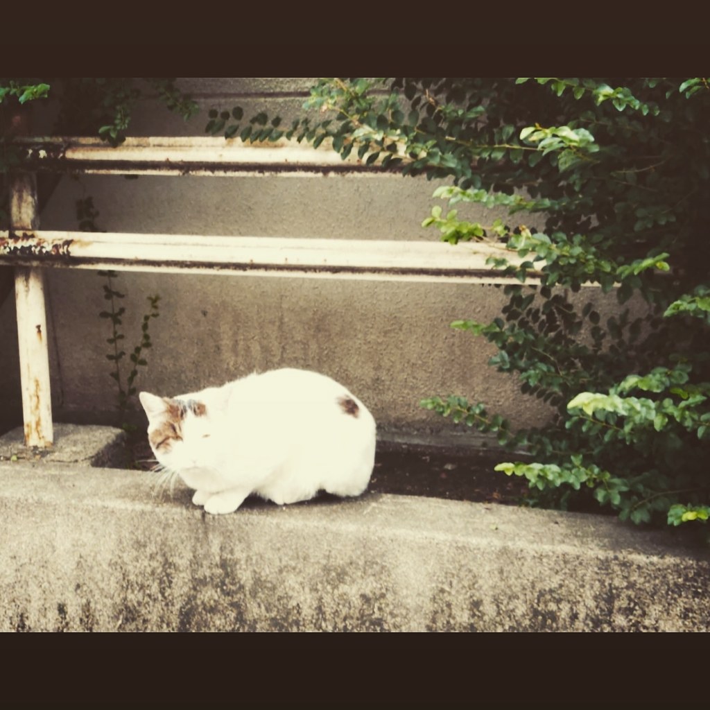 カメラ目線