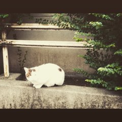 カメラ目線