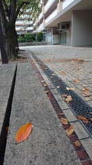秋 落ち葉
