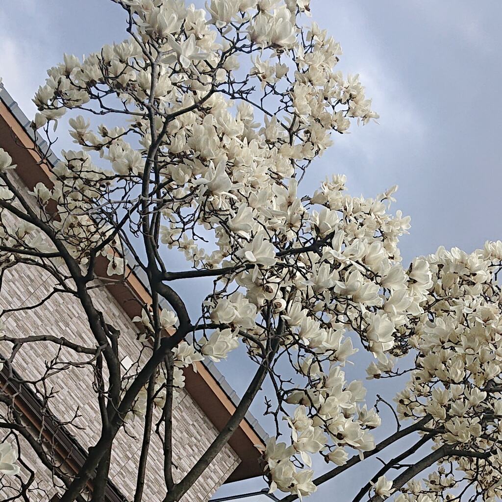 大好きな花