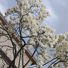 大好きな花