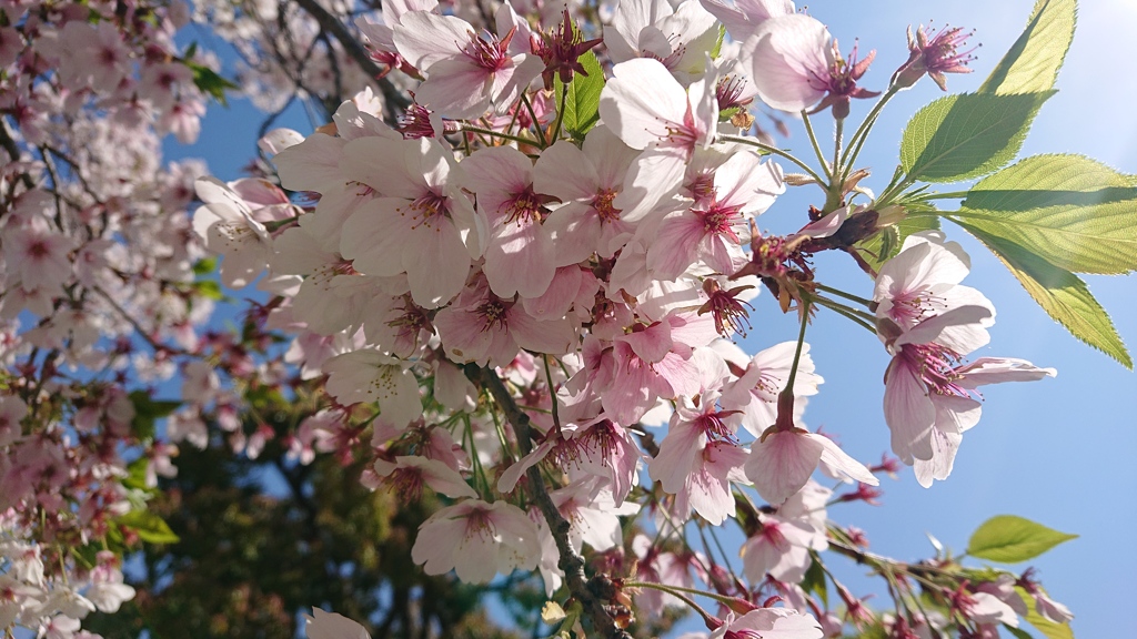 散りそうな桜