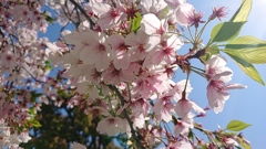 散りそうな桜