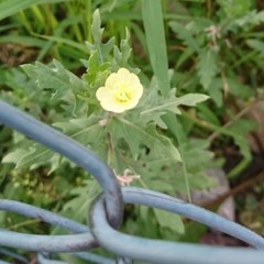守られた花