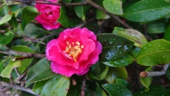 雨上がり山茶花