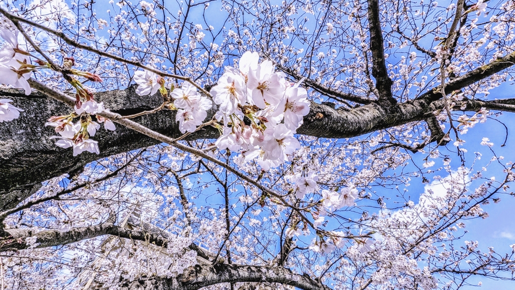 満開桜