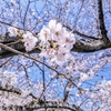 満開桜