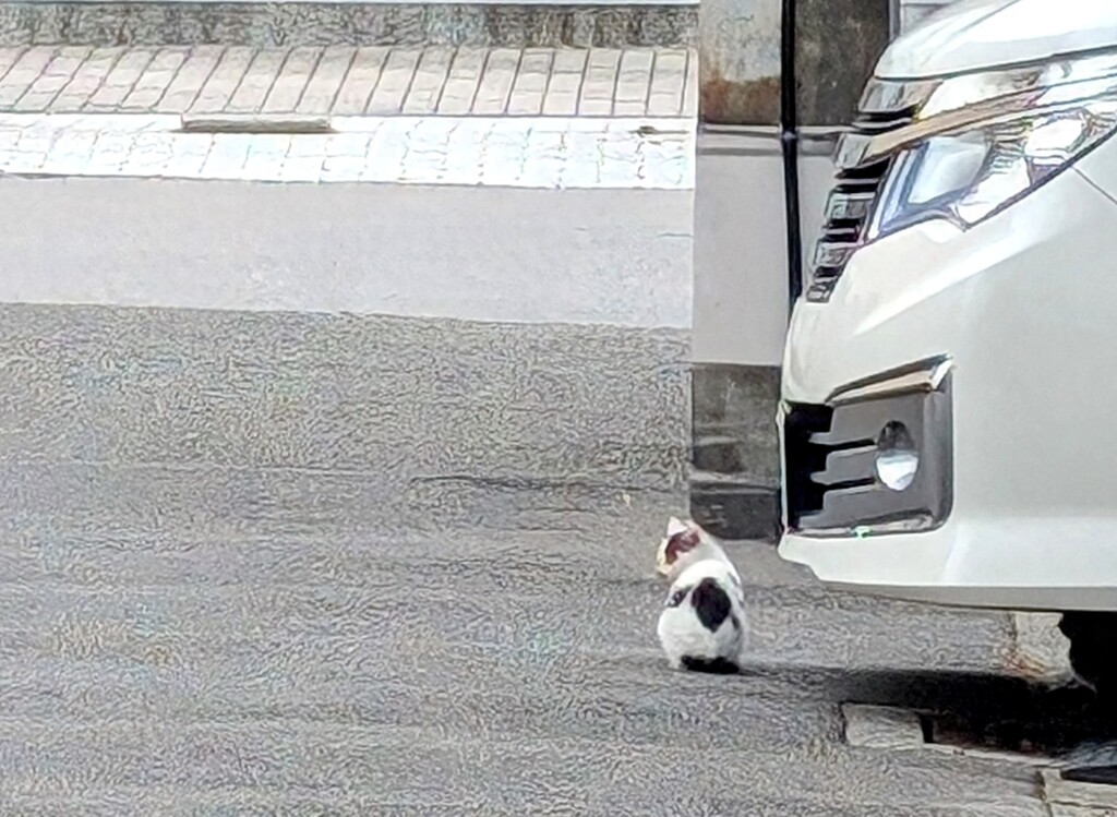 途方に暮れる子猫