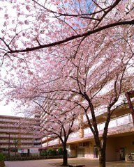 団地の中庭