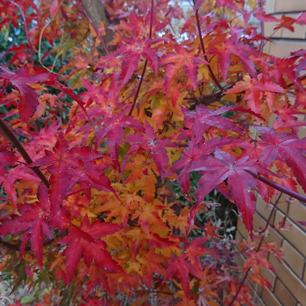 紅葉