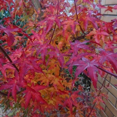 紅葉