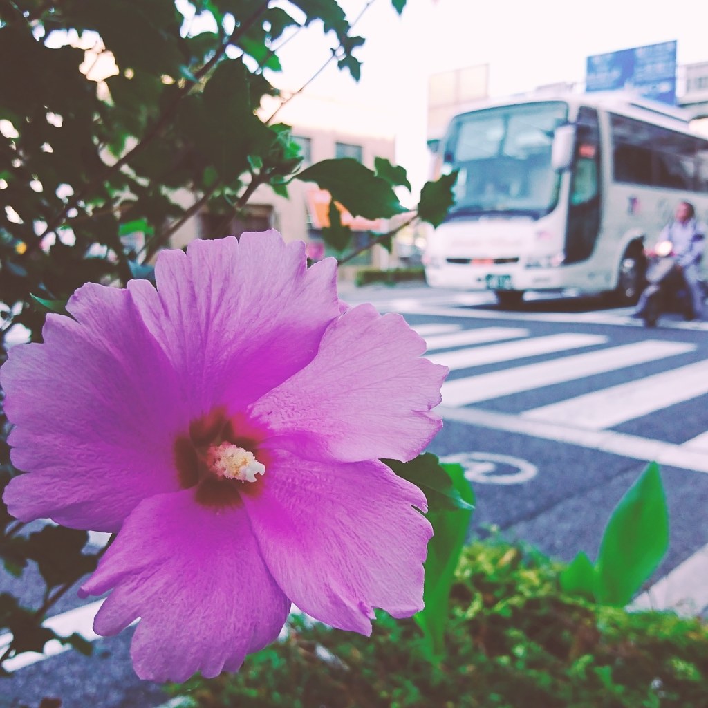 夏終盤
