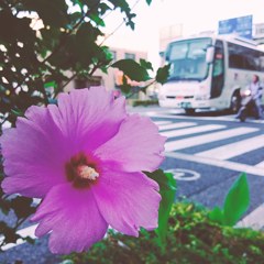 夏終盤
