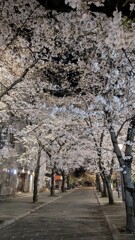 桜色