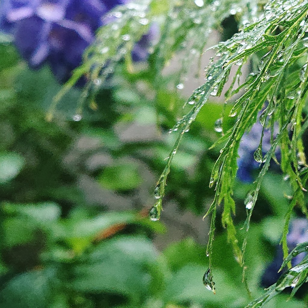 雨の恵み