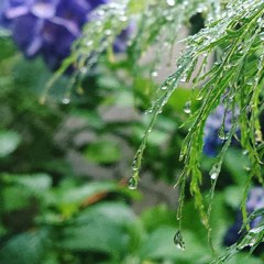雨の恵み