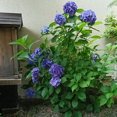 紫陽花