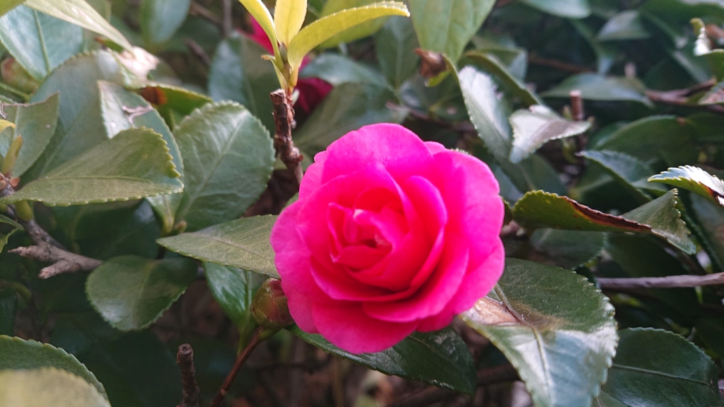 山茶花
