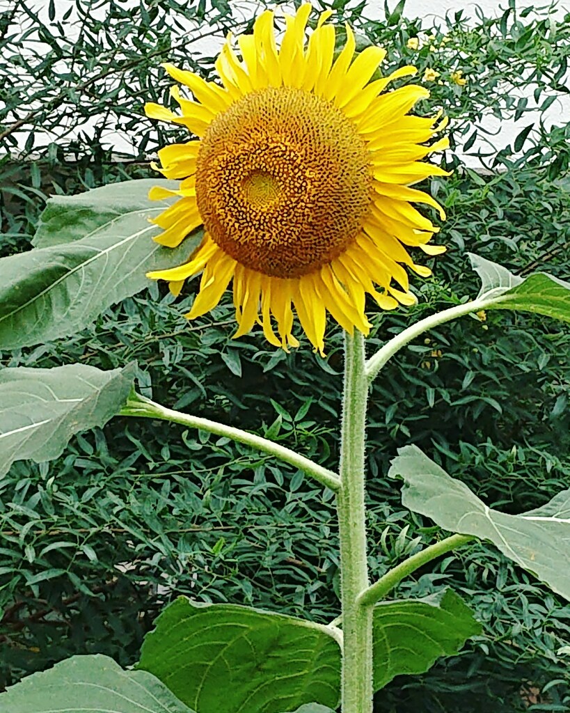 また来年･･･