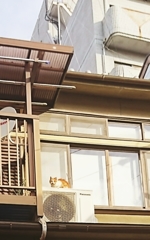 日向ぼっこ