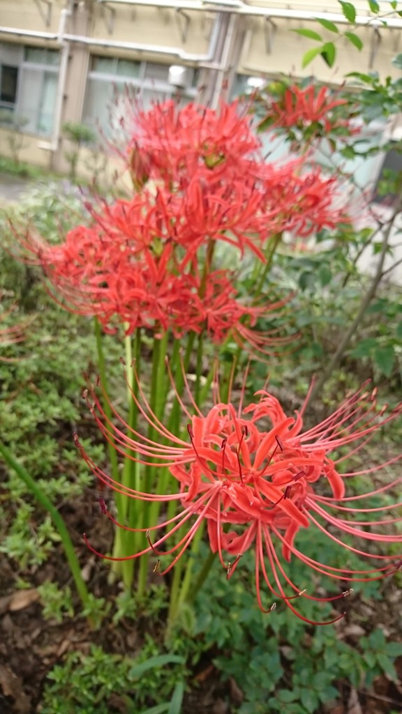 ひがんばな