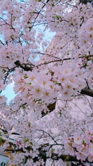満開