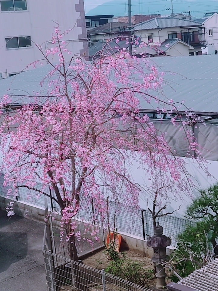 桜の種類は？