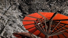 夜桜