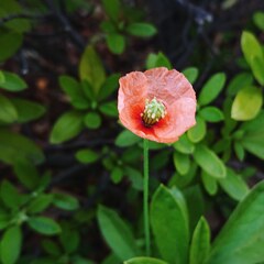 おひとり様