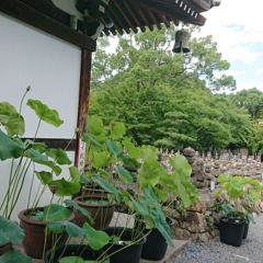 蓮