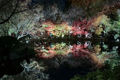 東寺 ライトアップ