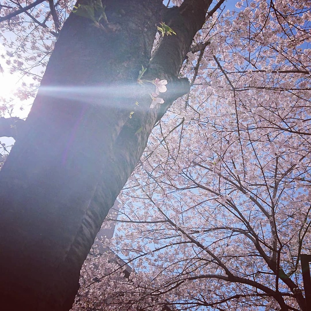 咲き誇る桜