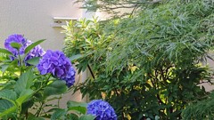 雨を待つ紫陽花