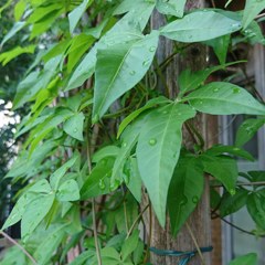 IMG_20180716_094757_848