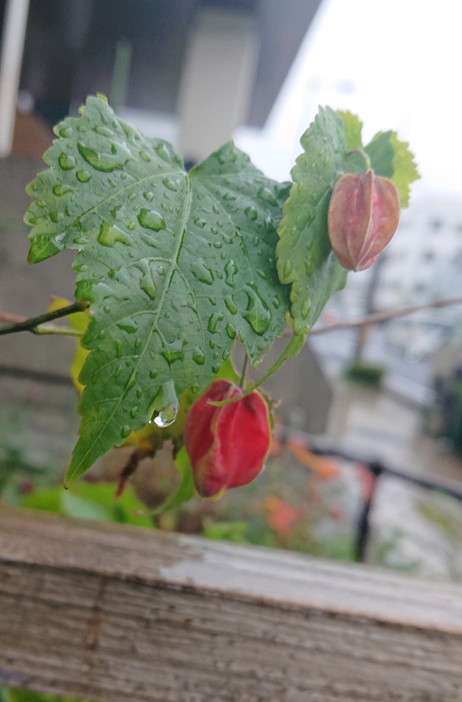 寒空と雨と･･･