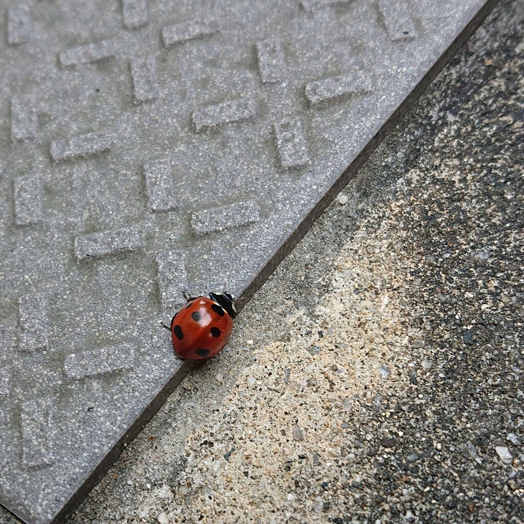 てんとう虫の散歩
