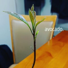 アボカドの芽