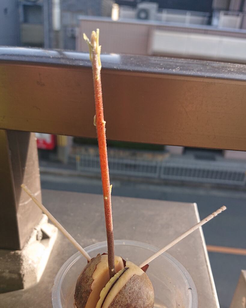 アボカドの種。