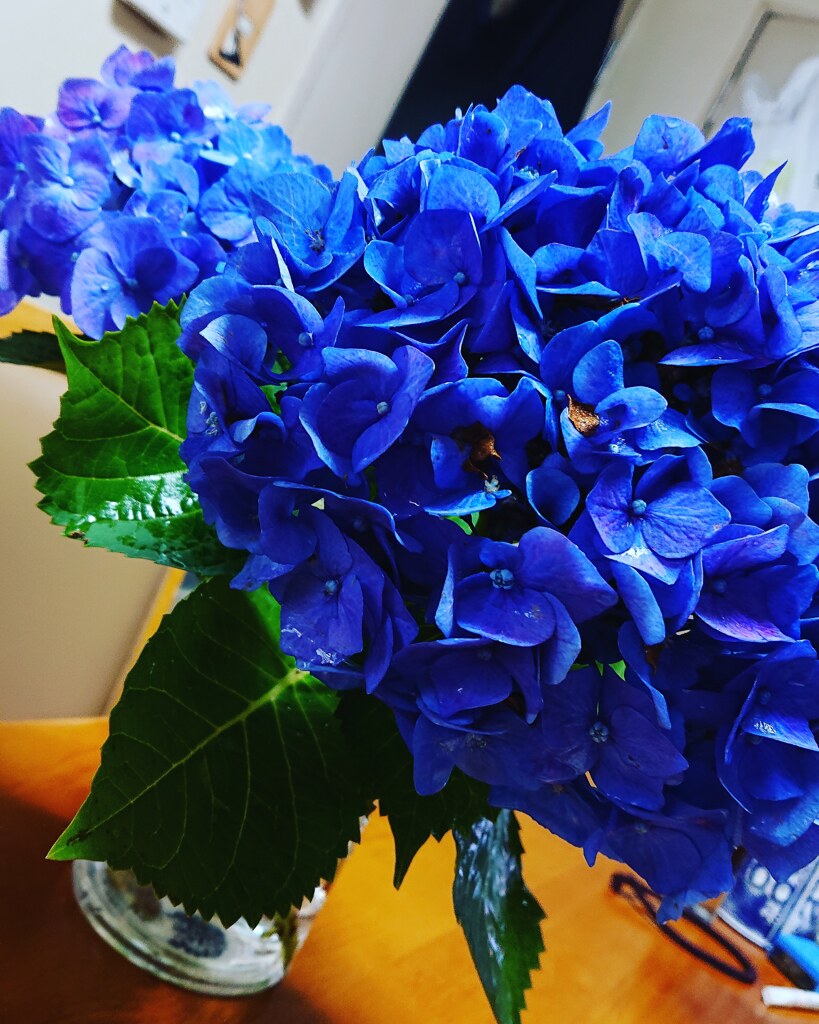 気遣いの紫陽花