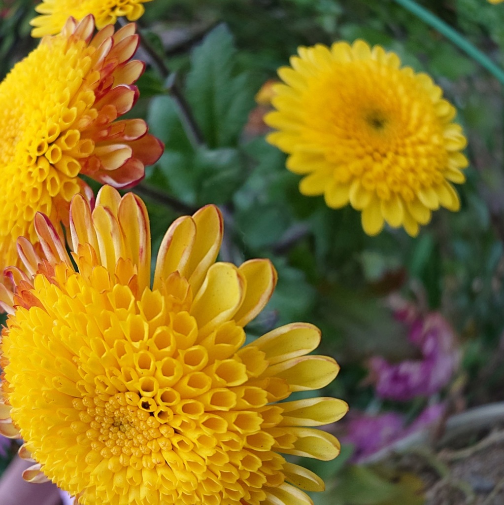 なんの花？