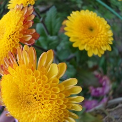 なんの花？