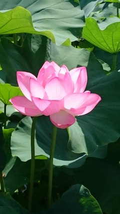 東寺の蓮の花