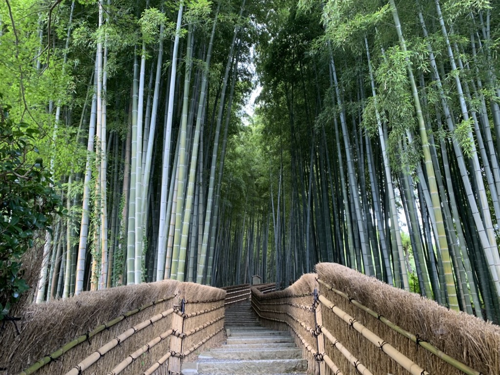 竹林の路