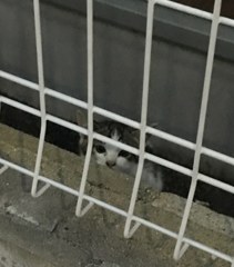 逃げ遅れた子猫