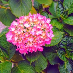 梅雨が近づき 紫陽花は色づき･･･