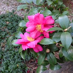寄り添う山茶花