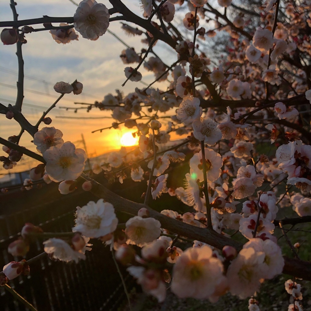 花に紛れて