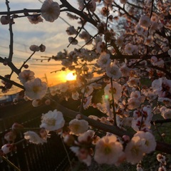 花に紛れて
